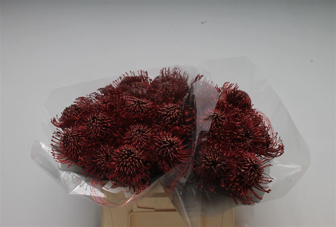 Leucospermum Painted Bordeaux 40cm