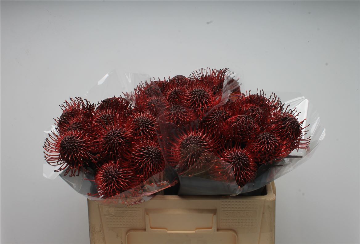 Leucospermum Painted Bordeaux 50cm
