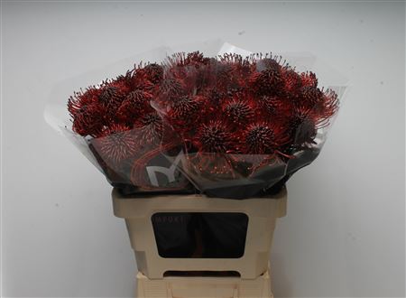 Leuco Klbh Bordeaux