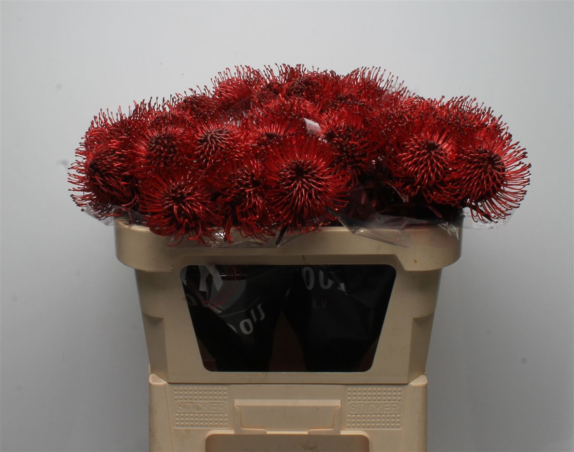 Leucospermum Painted Bordeaux 70cm