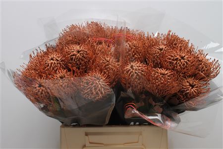 Leuco Klbh Brown