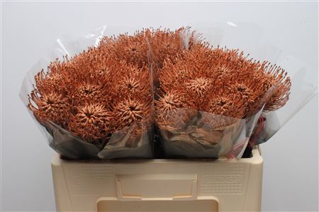 Leuco Klbh Brown