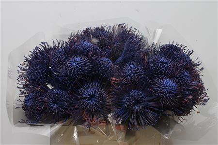 Leuco Klbh Blue