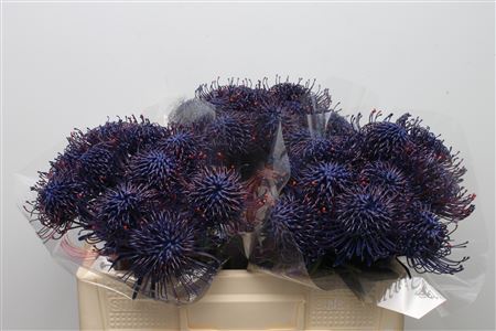 Leuco Klbh Blue