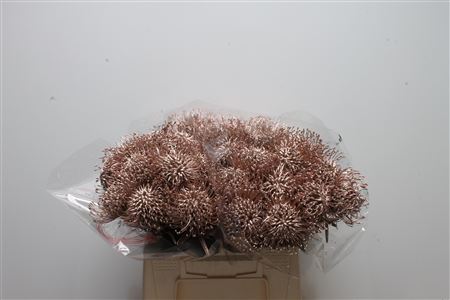 Leucospermum Naomi Painted 40cm