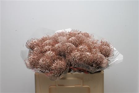 Leucospermum Naomi Painted 50cm