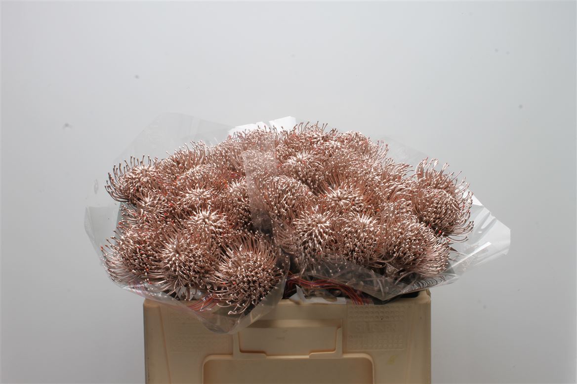 Leucospermum Painted Champagne 50cm