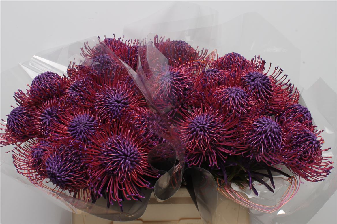 Leucospermum Painted Dark Lila 40cm
