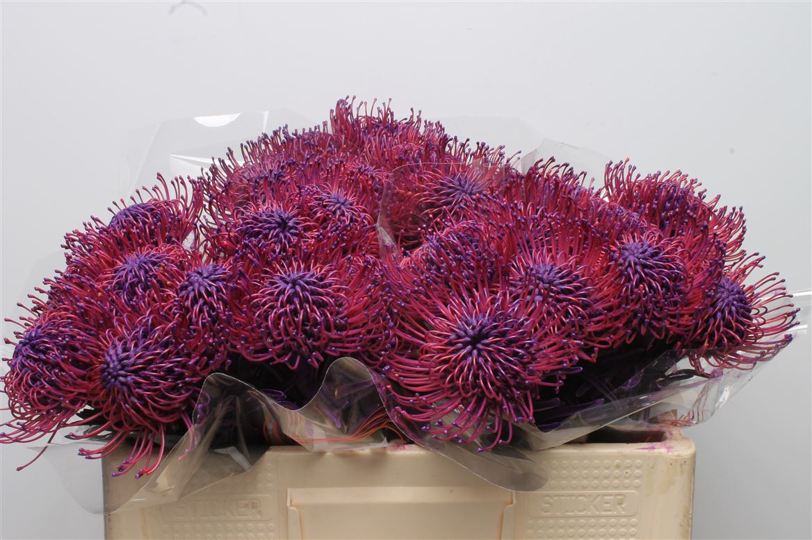 Leucospermum Painted Dark Lila 50cm