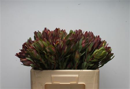 Leucad Senorita