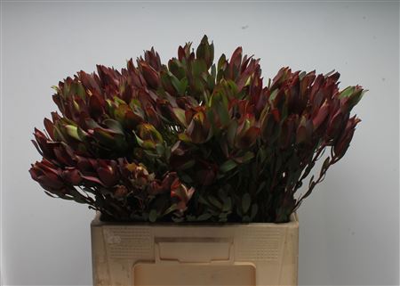 Leucad Senorita