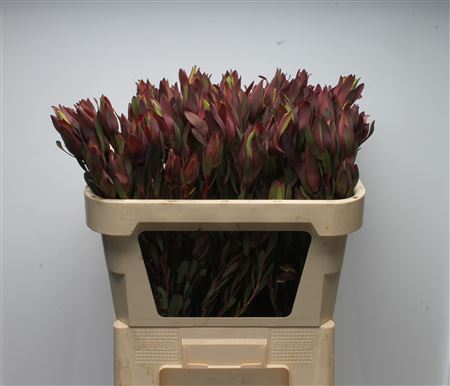 Leucad Senorita