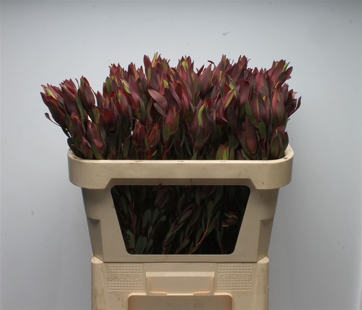 Leucadendron Senorita 70cm
