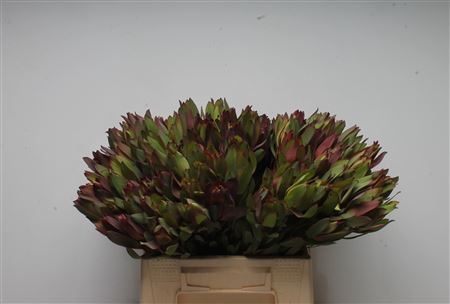 Leucad Senorita