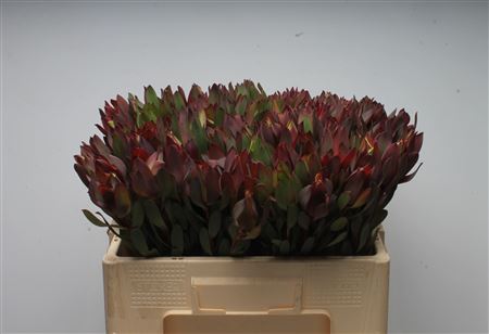 Leucad Senorita