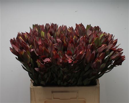 Leucad Senorita