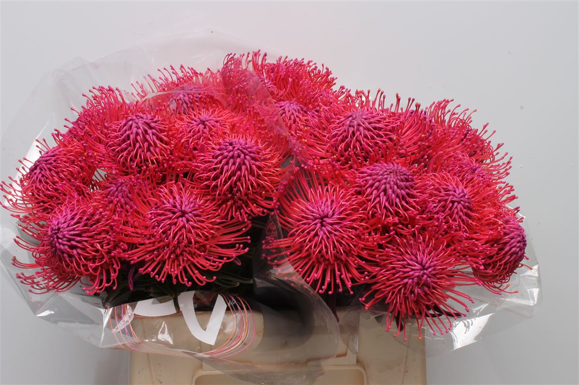 Leucospermum Painted Erica 40cm