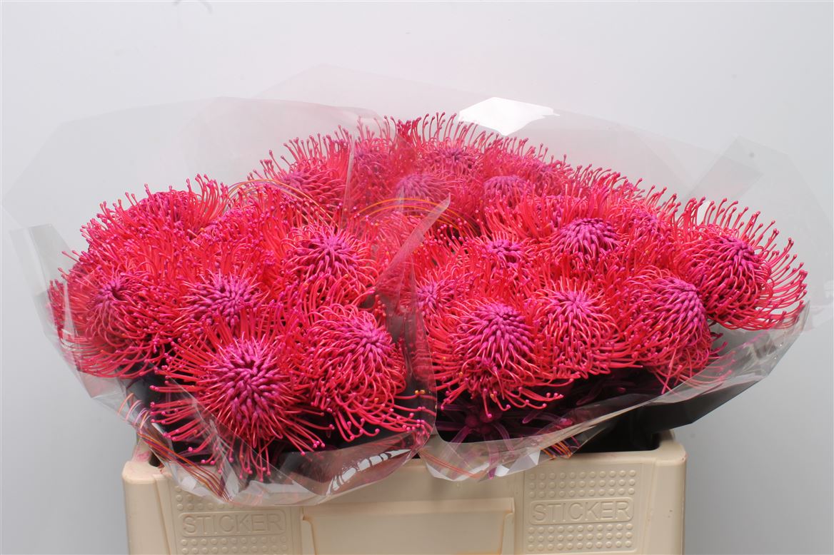 Leucospermum Painted Erica 50cm