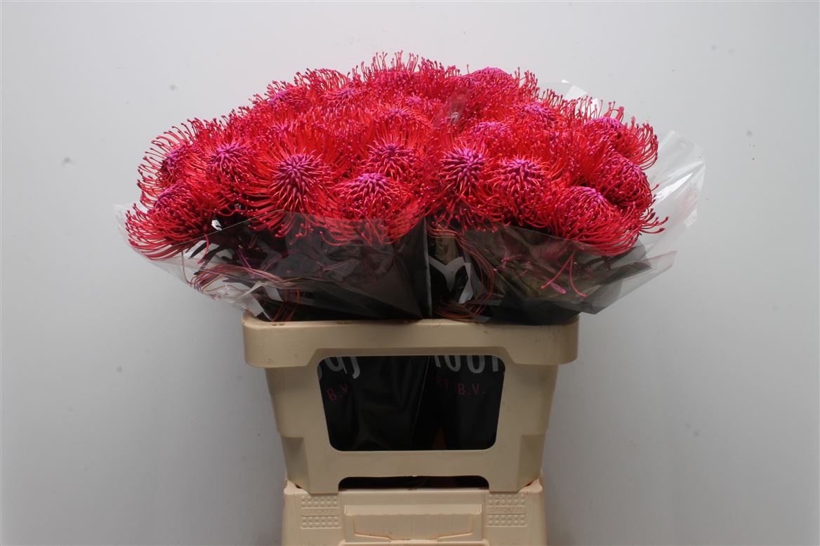 Leucospermum Painted Erica 60cm