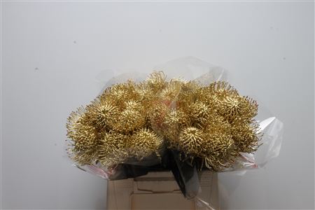 Leucospermum Naomi Painted 40cm