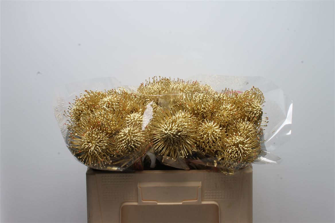 Leucadendron Painted Gold 50cm