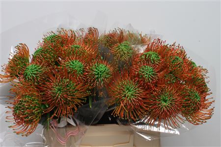 Leuco Klbh Green