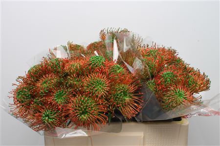 Leuco Klbh Green