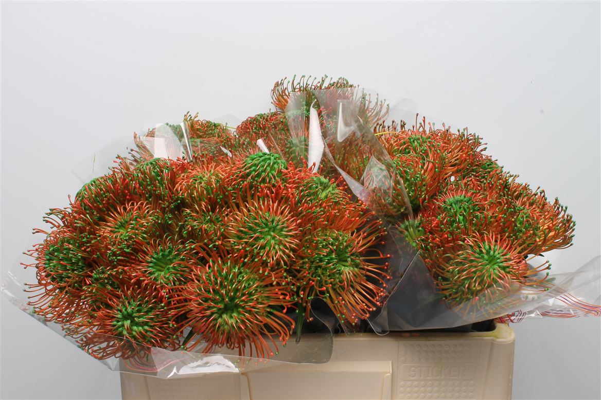 Leucospermum Painted Green 50cm