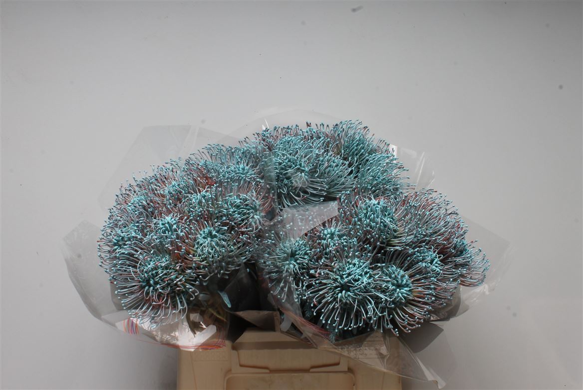 Leucospermum Painted Ice Blue 40cm