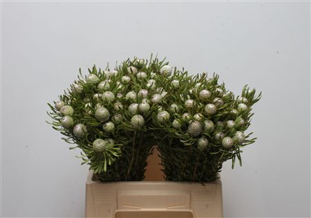 Leucadendron 40cm