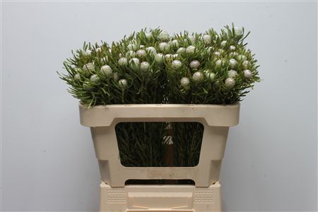 Leucadendron 50cm