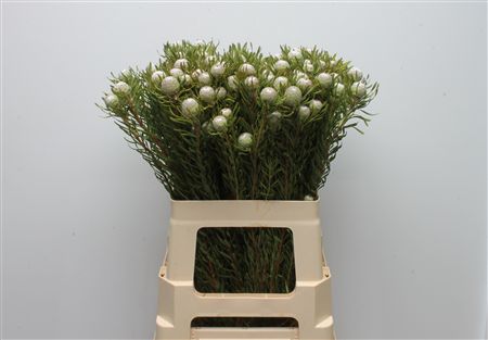 Leucadendron 60cm
