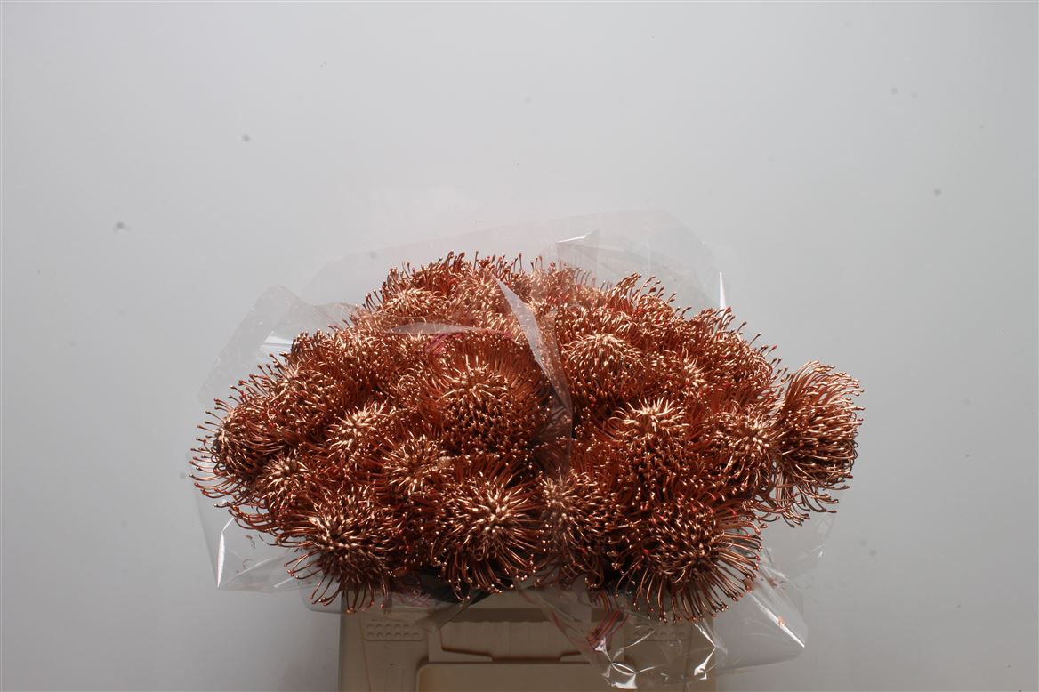 Leucospermum Painted Copper 40cm