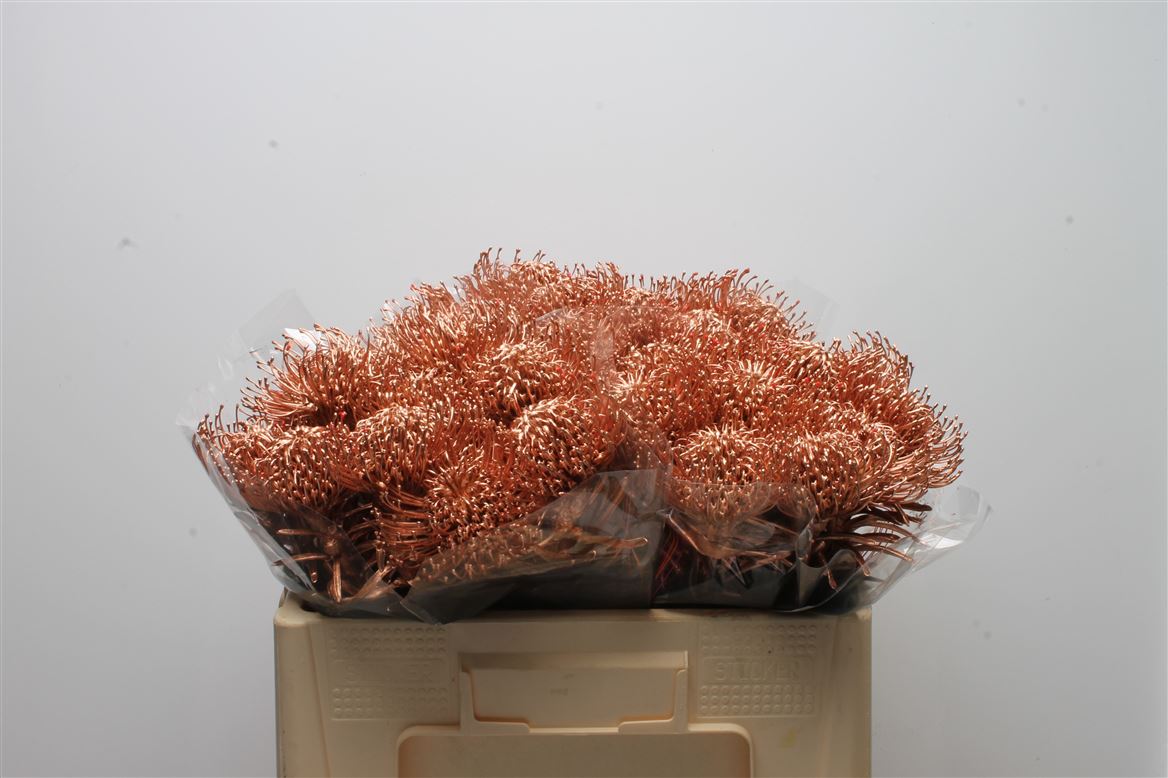 Leucospermum Painted Copper 50cm