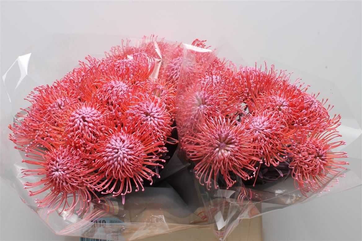Leucospermum Painted New Rose 40cm