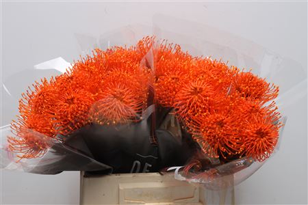 Leuco Klbh Orange