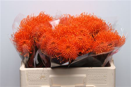 Leuco Klbh Orange
