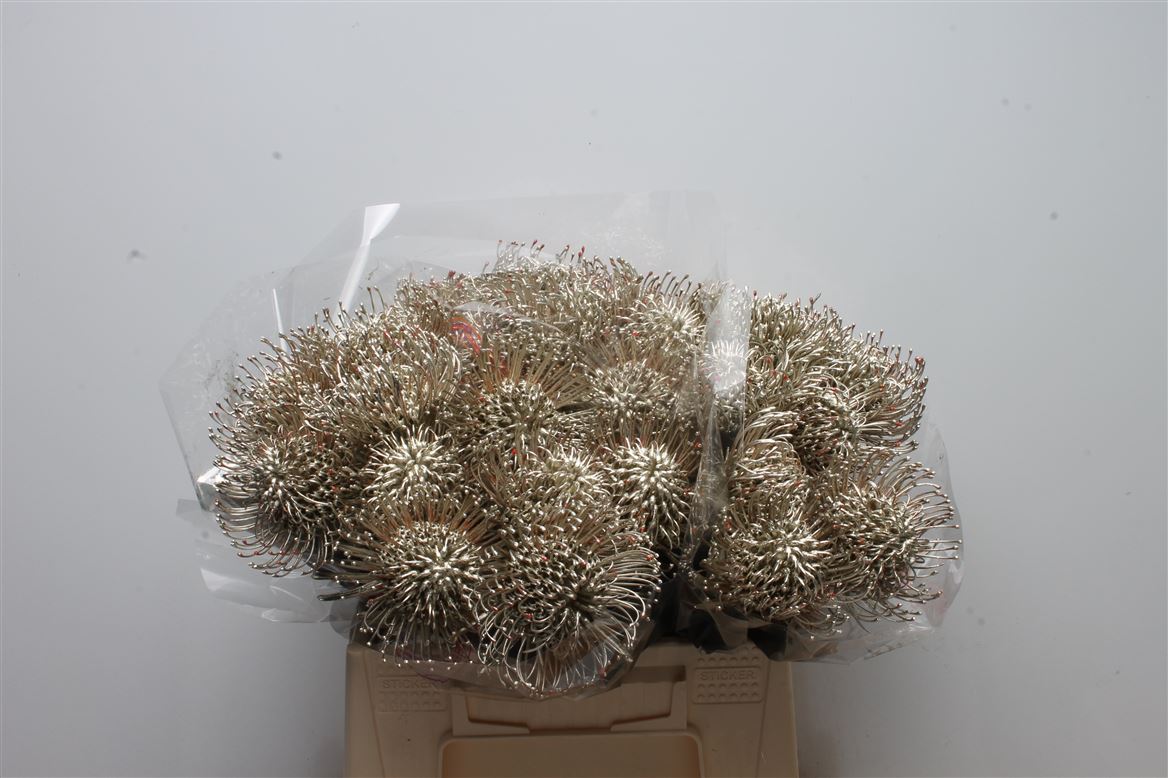 Leucospermum Painted Platinum 40cm