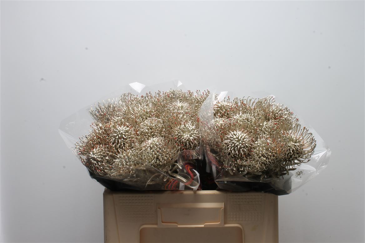 Leucospermum Painted Platinum 50cm