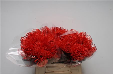 Leuco Klbh Red