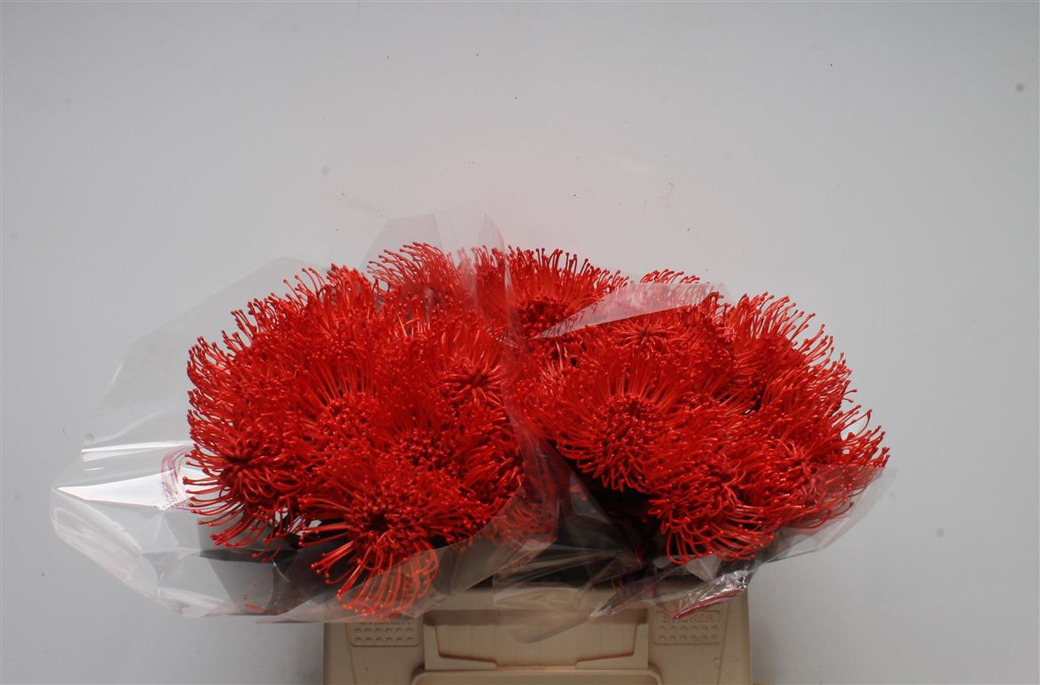 Leucospermum Painted Red 40cm