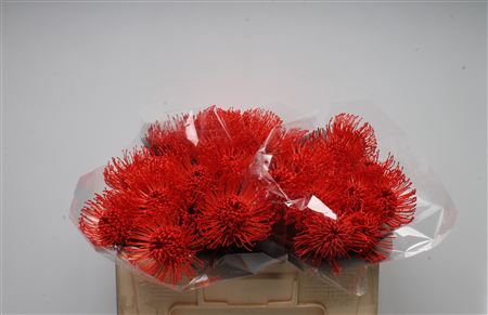 Leuco Klbh Red
