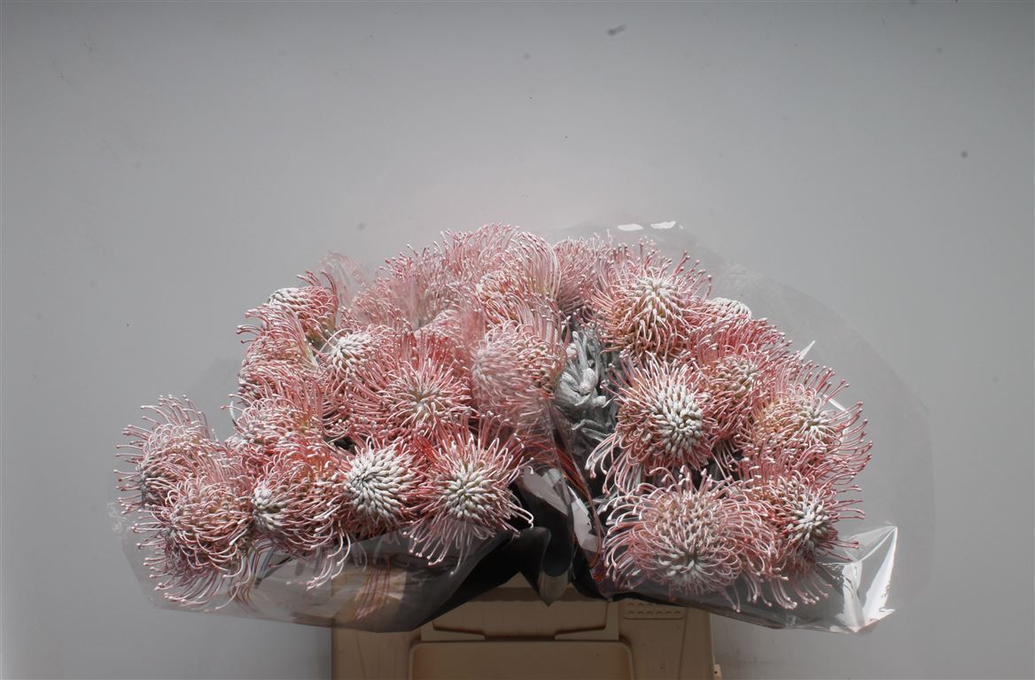 Leucospermum Painted White 40cm