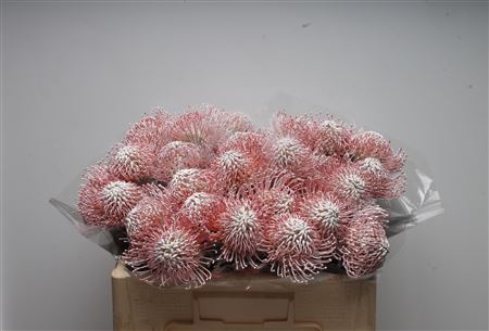 Leuco Klbh White