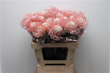Leucospermum White 60cm