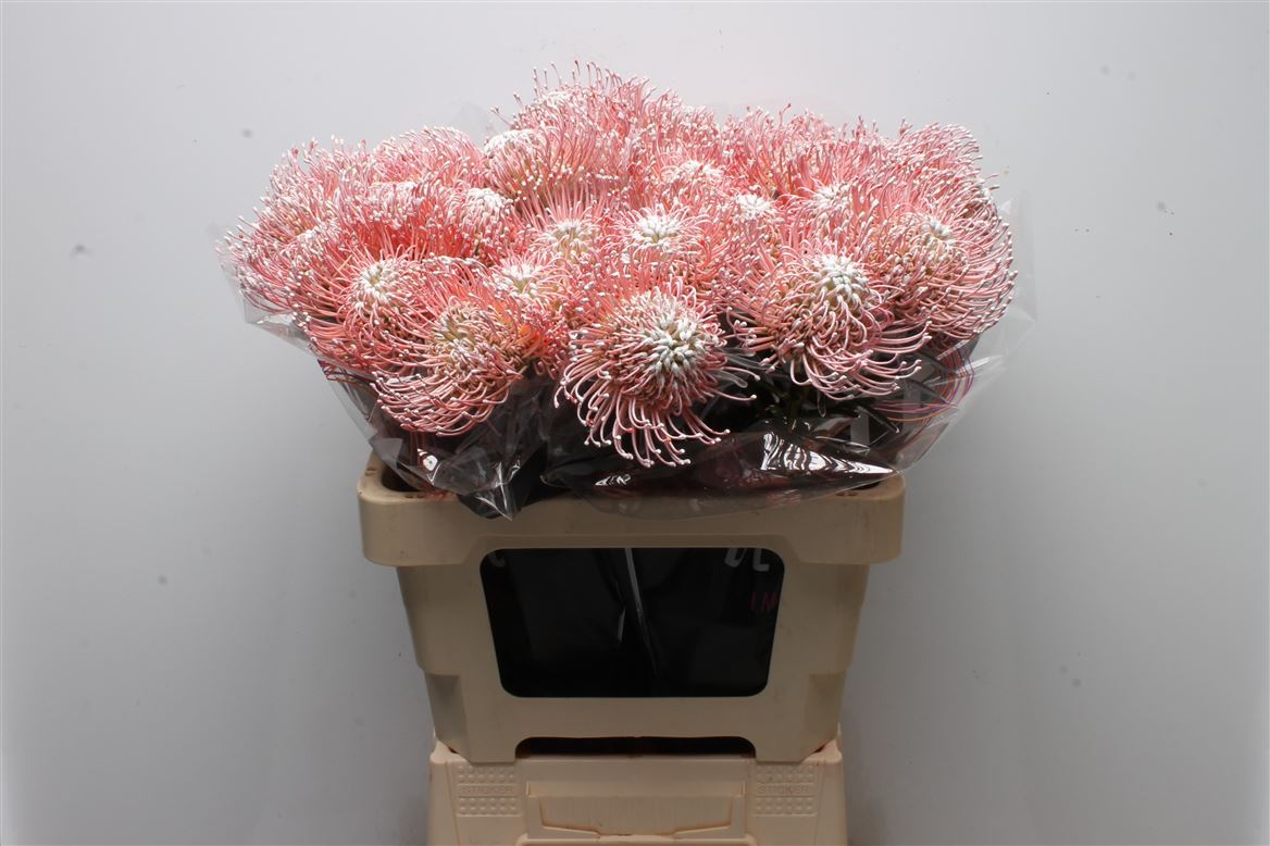 Leucospermum Painted White 60cm
