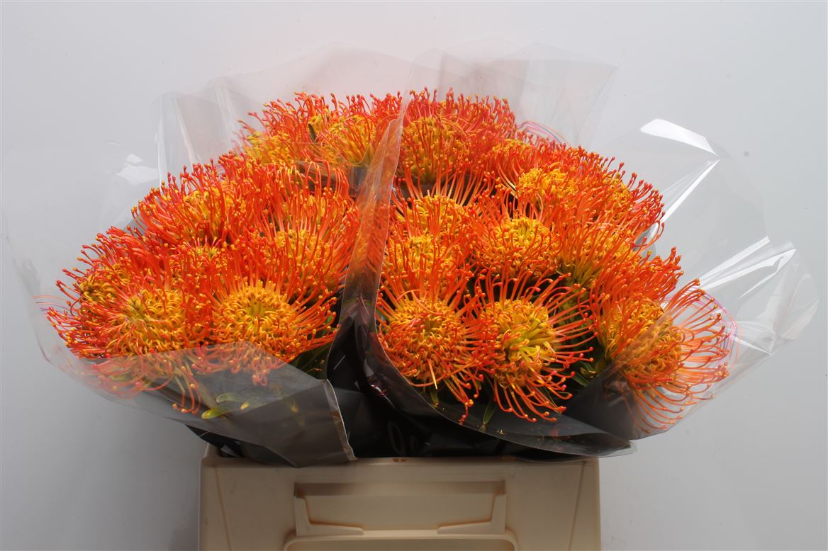 Leucospermum Painted Yellow 40cm