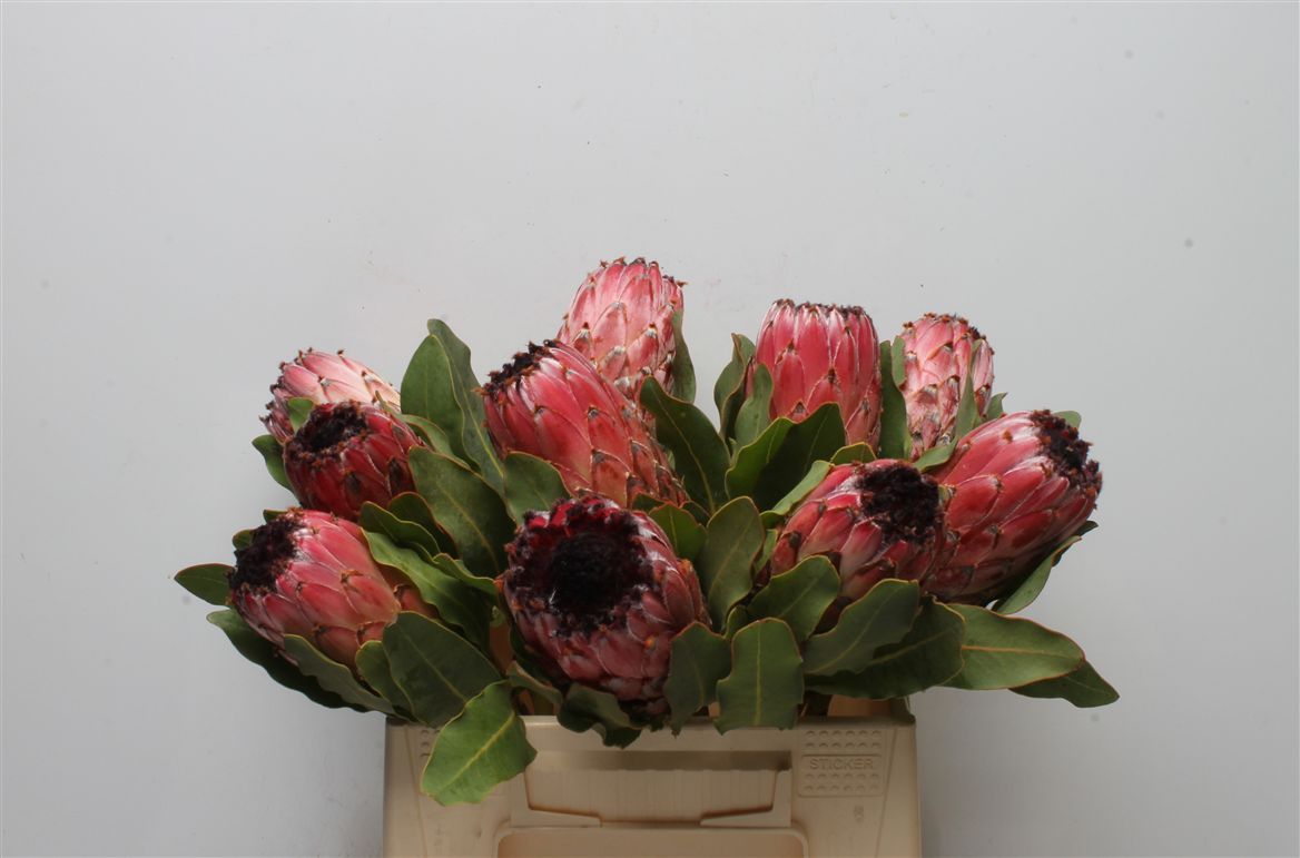 Protea Magnifica 40cm