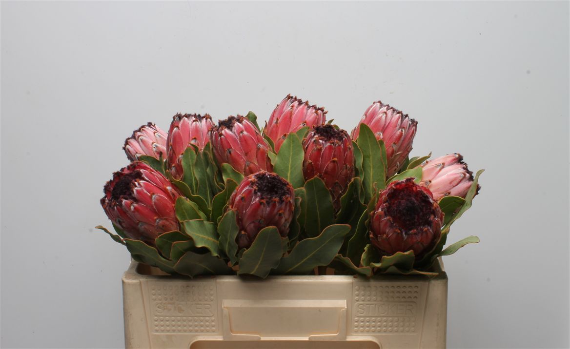 Protea Magnifica 50cm