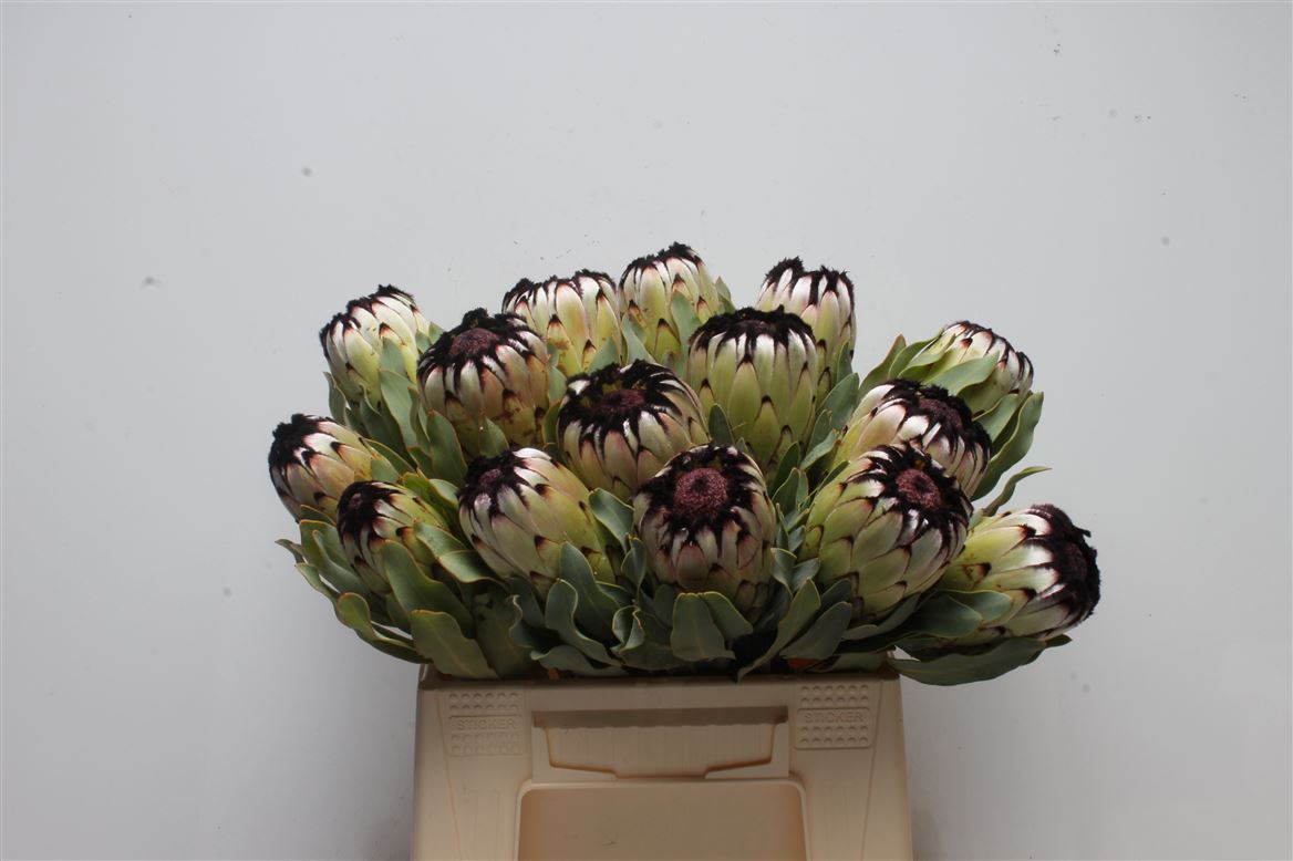 Protea Magnifica Niobe 40cm
